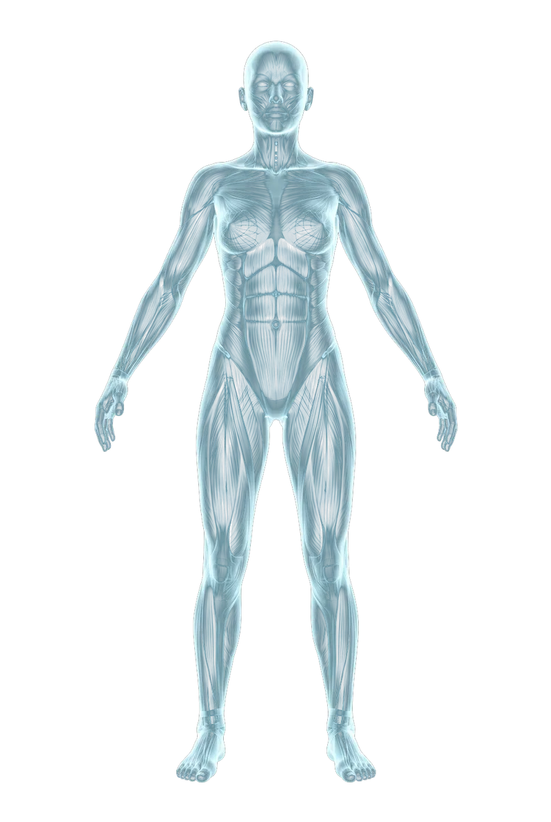 Holographic illustration of a female body with visible musculature, from the front and from behind